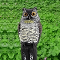PestExpel® Realistic Owl Wind Action Fake Owl Decoy Crow Scarer