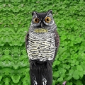 PestExpel Realistic Owl Wind Action Fake Owl Decoy Crow Scarer